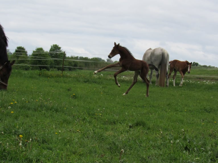 Cheval de sport allemand Étalon  170 cm Bai in Querfurt