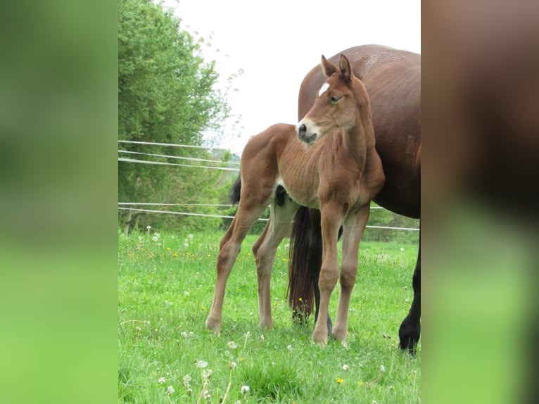 Cheval de sport allemand Étalon  170 cm Bai in Querfurt