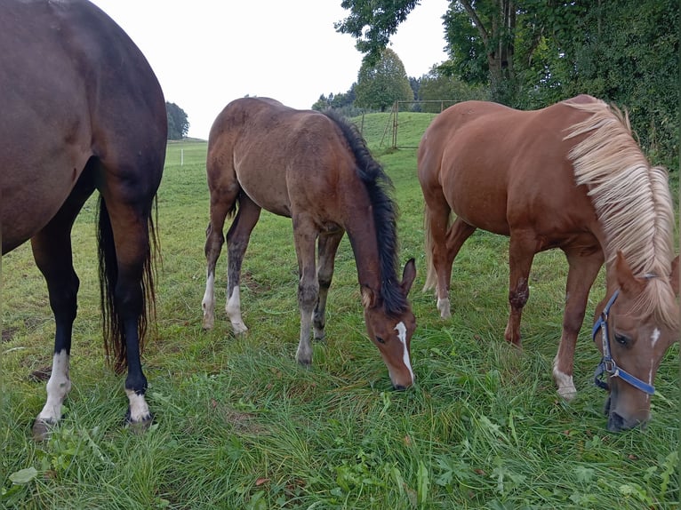 Cheval de sport allemand Étalon  170 cm Bai in Leutkirch im Allgäu