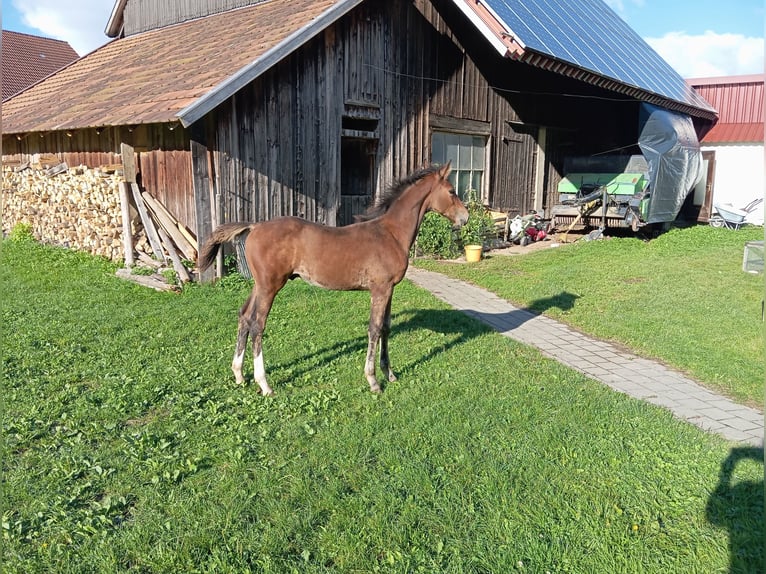 Cheval de sport allemand Étalon  170 cm Bai in Leutkirch im Allgäu