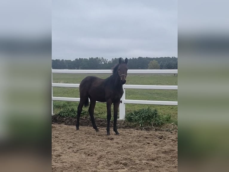 Cheval de sport allemand Étalon Poulain (04/2026) 170 cm Bai in Rückersdorf