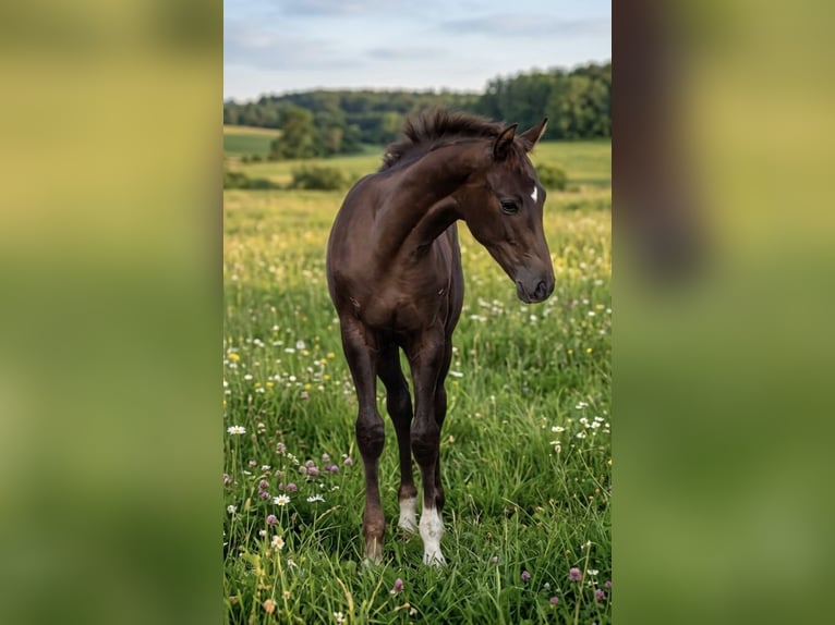 Cheval de sport allemand Étalon Poulain (02/2026) 170 cm  in Großrudestedt
