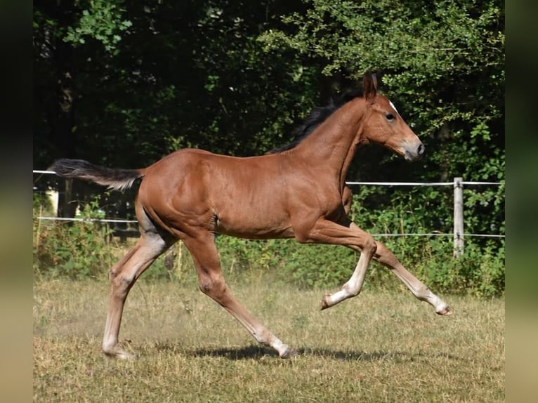 Cheval de sport allemand Étalon Poulain (05/2026) 170 cm  in Konz
