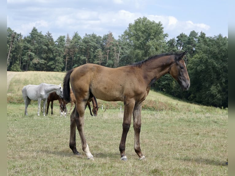 Cheval de sport allemand Étalon Poulain (05/2024) 170 cm Gris in Beutelsbach