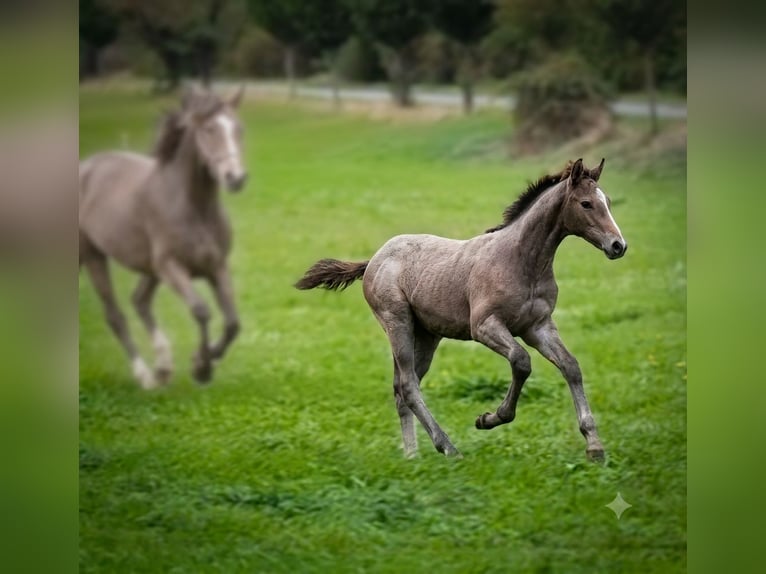 Cheval de sport allemand Étalon Poulain (05/2026) 170 cm Gris in Nohra