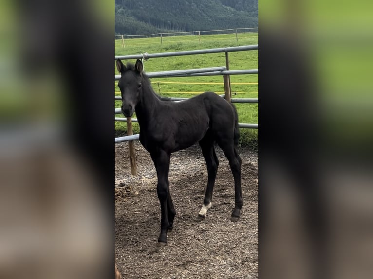 Cheval de sport allemand Étalon Poulain (05/2024) 170 cm Noir in Halblech