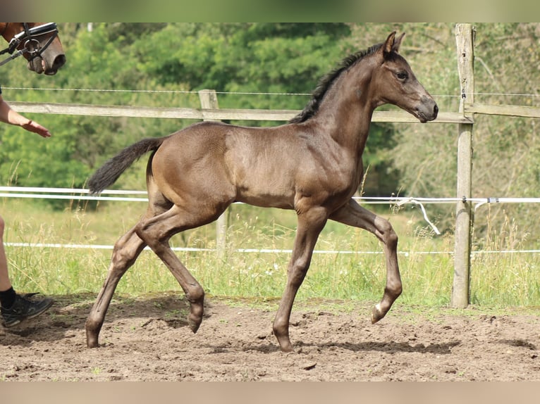 Cheval de sport allemand Étalon Poulain (05/2024) 170 cm Noir in Schenkendöbern