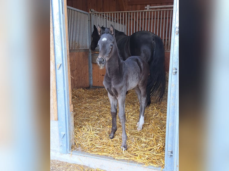 Cheval de sport allemand Étalon  170 cm Noir in Greding