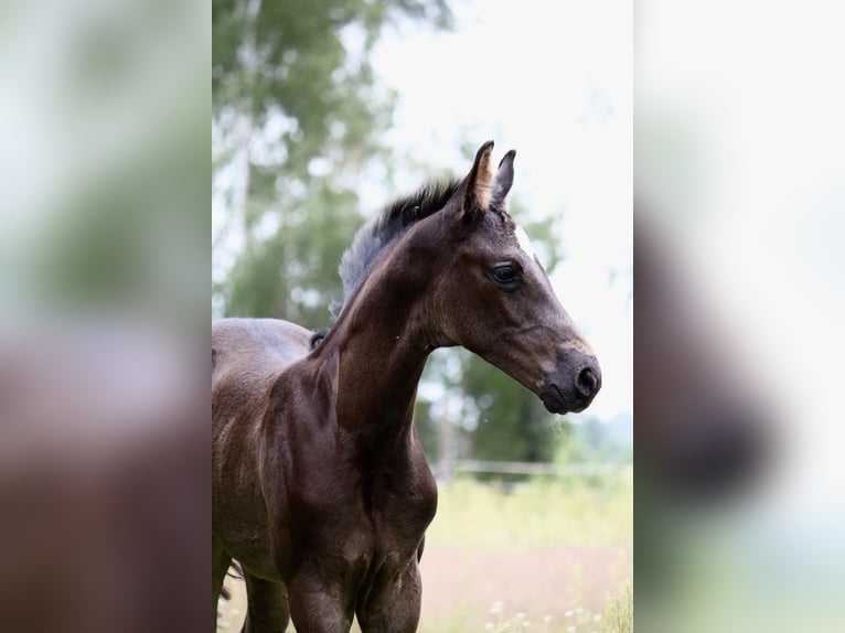 Cheval de sport allemand Étalon Poulain (05/2024) 170 cm Noir in Schenkendöbern