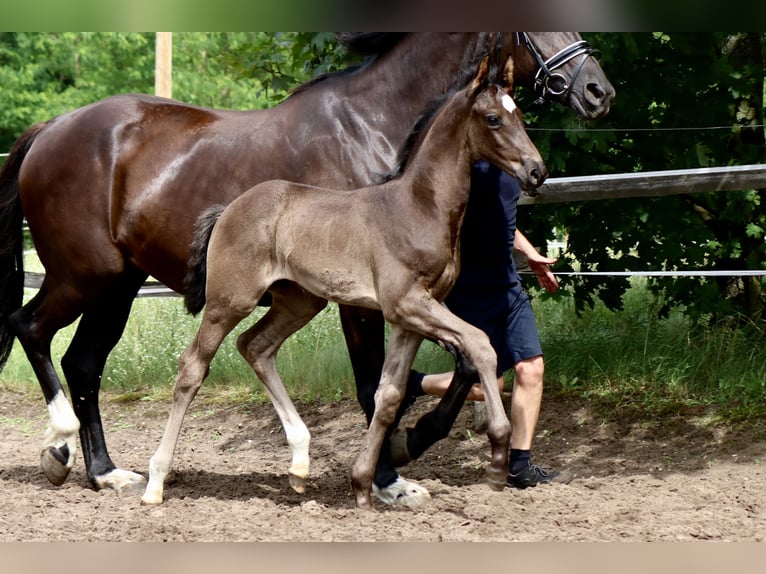 Cheval de sport allemand Étalon Poulain (05/2024) 170 cm Noir in Schenkendöbern