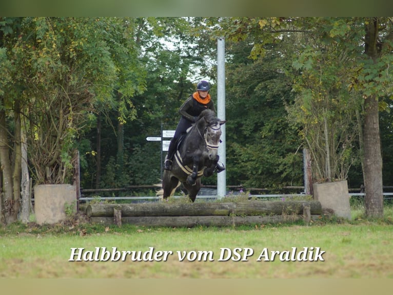 Cheval de sport allemand Étalon Poulain (03/2026) 170 cm Peut devenir gris in Querfurt