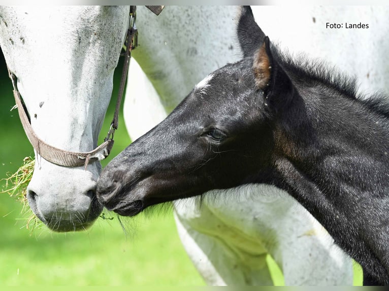 Cheval de sport allemand Étalon Poulain (05/2024) 170 cm Peut devenir gris in Ingolstadt