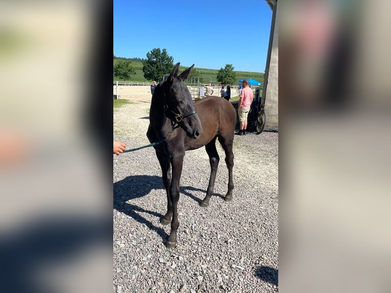 Cheval de sport allemand Étalon Poulain (04/2024) 170 cm Peut devenir gris in Wolfsegg