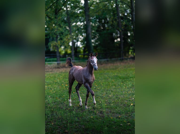 Cheval de sport allemand Étalon Poulain (06/2024) 171 cm Peut devenir gris in Mönchengladbach