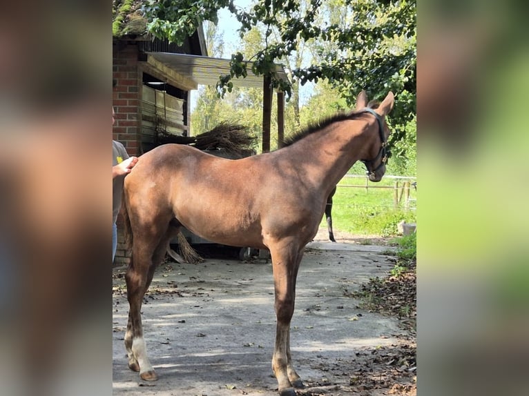 Cheval de sport allemand Étalon Poulain (06/2024) 171 cm Peut devenir gris in Mönchengladbach