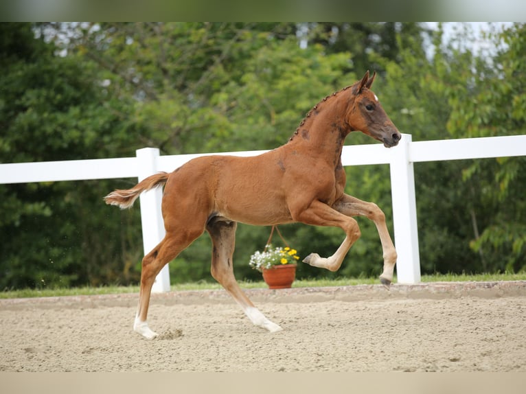 Cheval de sport allemand Étalon Poulain (04/2024) 172 cm Alezan brûlé in Bad Tabarz