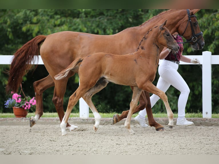 Cheval de sport allemand Étalon Poulain (04/2024) 172 cm Alezan brûlé in Bad Tabarz