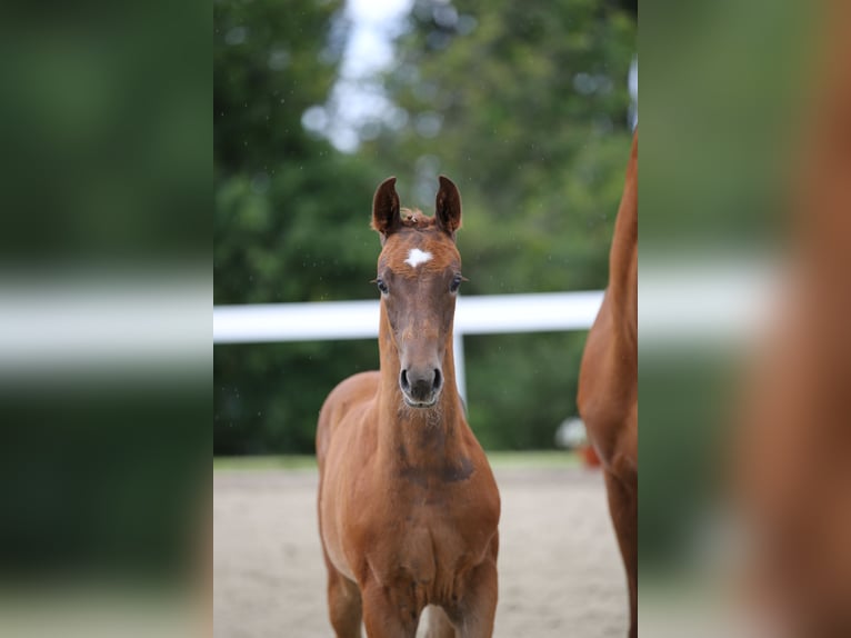 Cheval de sport allemand Étalon Poulain (04/2024) 172 cm Alezan brûlé in Bad Tabarz