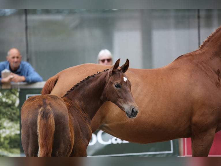 Cheval de sport allemand Étalon Poulain (04/2024) 172 cm Alezan brûlé in Bad Tabarz