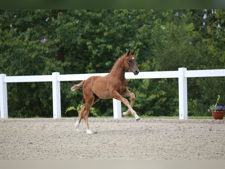 Cheval de sport allemand Étalon Poulain (04/2024) 172 cm Alezan brûlé in Bad Tabarz