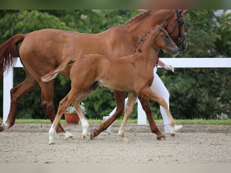 Cheval de sport allemand Étalon Poulain (04/2024) 172 cm Alezan brûlé in Bad Tabarz