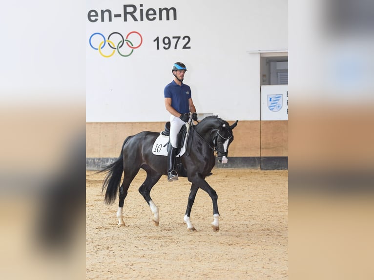 Cheval de sport allemand Étalon Poulain (04/2024) 172 cm Alezan brûlé in Neustadt an der Aisch