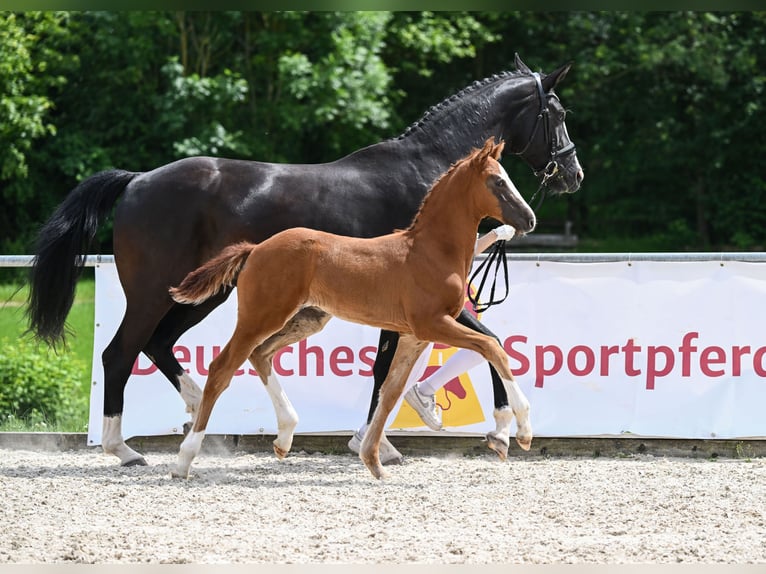 Cheval de sport allemand Étalon Poulain (04/2024) 172 cm Alezan brûlé in Neustadt an der Aisch