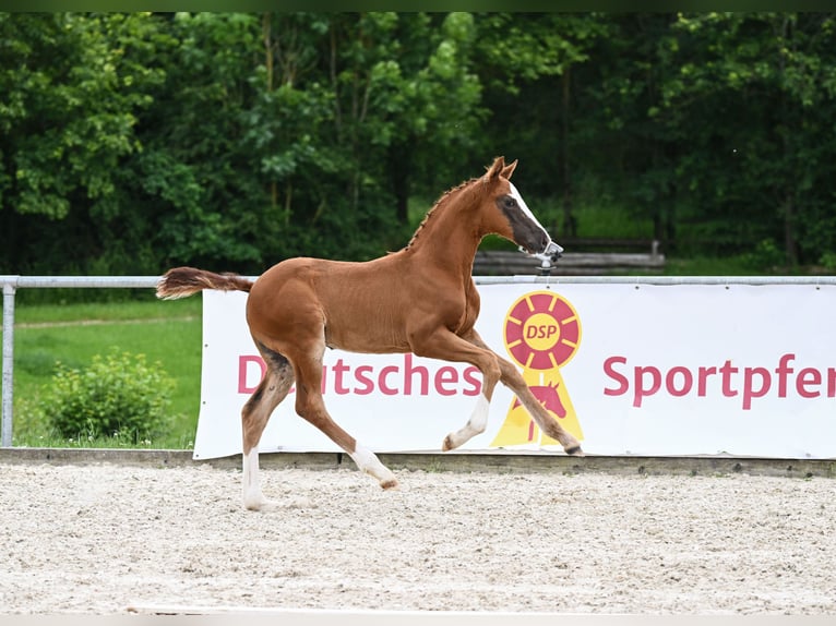 Cheval de sport allemand Étalon Poulain (04/2024) 172 cm Alezan brûlé in Neustadt an der Aisch