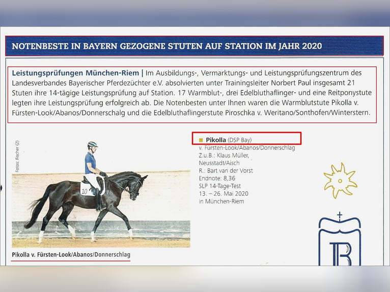 Cheval de sport allemand Étalon Poulain (04/2024) 172 cm Alezan brûlé in Neustadt an der Aisch