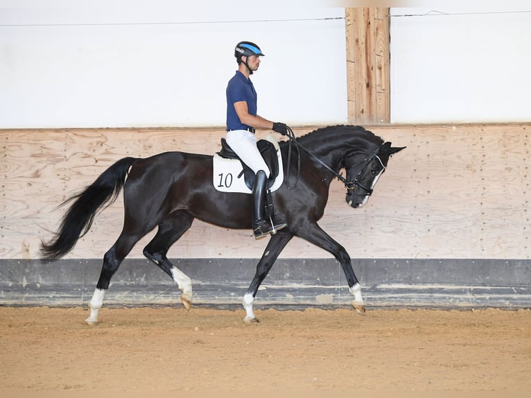 Cheval de sport allemand Étalon Poulain (04/2024) 172 cm Alezan brûlé in Neustadt an der Aisch