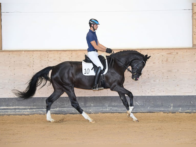 Cheval de sport allemand Étalon Poulain (04/2024) 172 cm Alezan brûlé in Neustadt an der Aisch