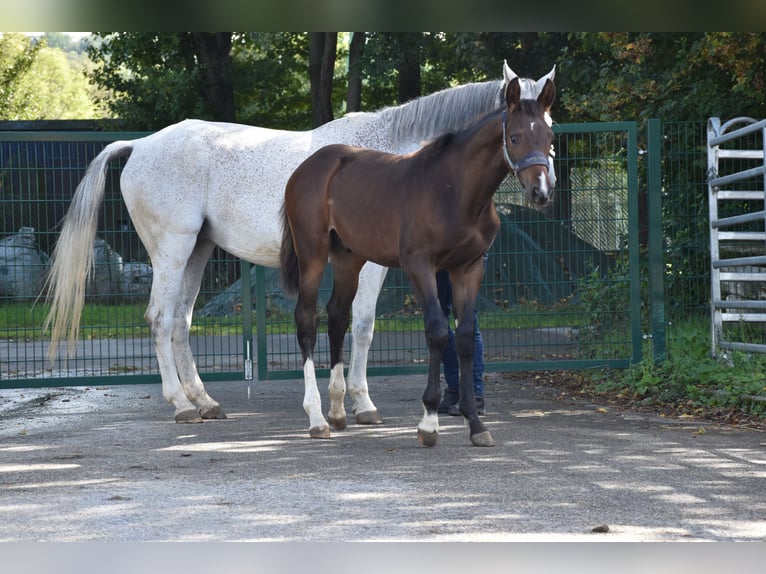 Cheval de sport allemand Étalon Poulain (05/2025) 172 cm Bai brun in Bad Mergentheim