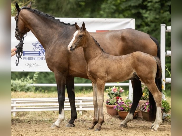 Cheval de sport allemand Étalon Poulain (05/2026) 172 cm Bai brun in Berenbrock