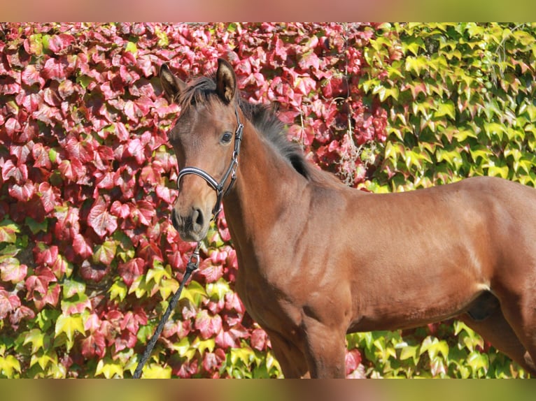 Cheval de sport allemand Étalon Poulain (04/2024) 172 cm Bai brun in Neckargemünd