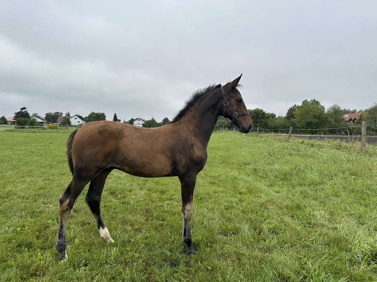 Cheval de sport allemand Étalon Poulain (05/2024) 172 cm Bai brun in HallbergmoosHallbergmoos