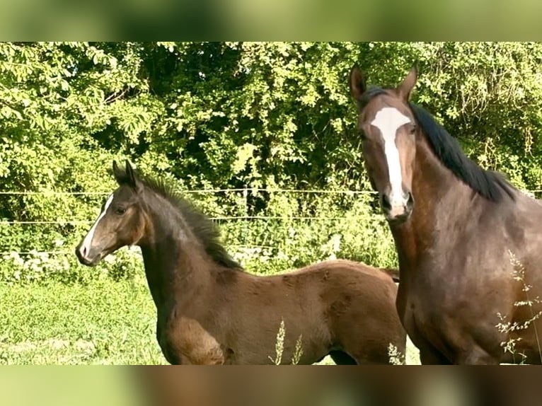 Cheval de sport allemand Étalon Poulain (02/2026) 172 cm Bai brun in Weichering