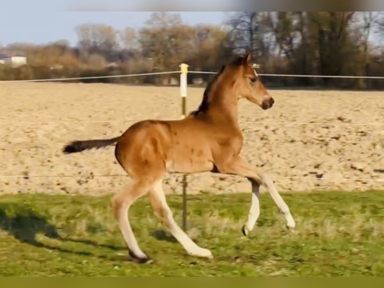 Cheval de sport allemand Étalon Poulain (02/2026) 172 cm Bai brun in Weichering