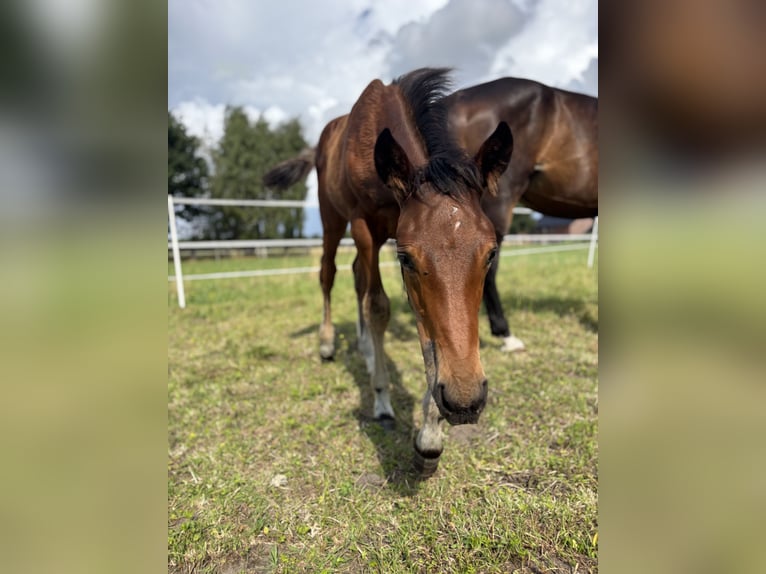 Cheval de sport allemand Étalon Poulain (05/2025) 172 cm Bai in Salzkotten