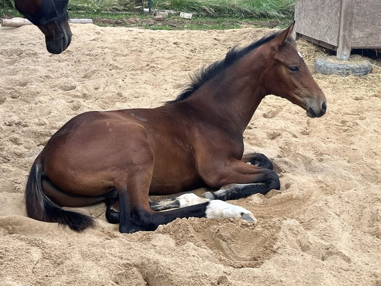 Cheval de sport allemand Étalon Poulain (01/2025) 172 cm Bai in Oberthulba