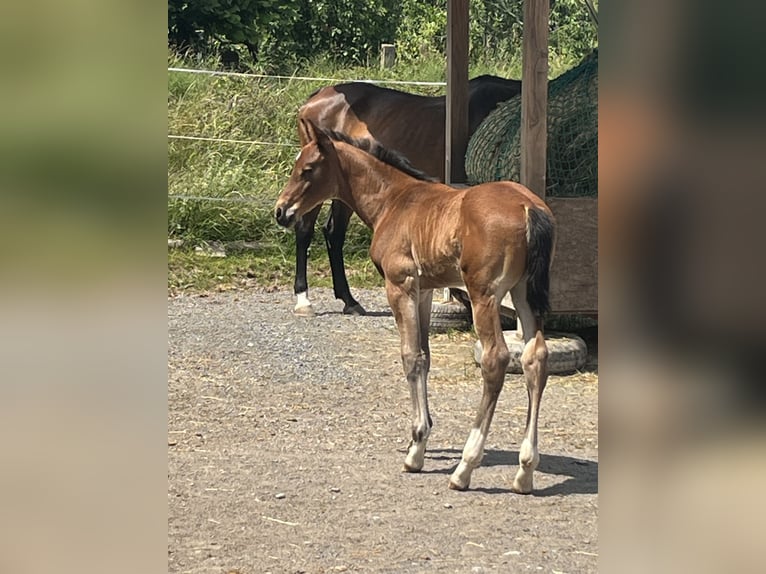 Cheval de sport allemand Étalon Poulain (01/2025) 172 cm Bai in Oberthulba