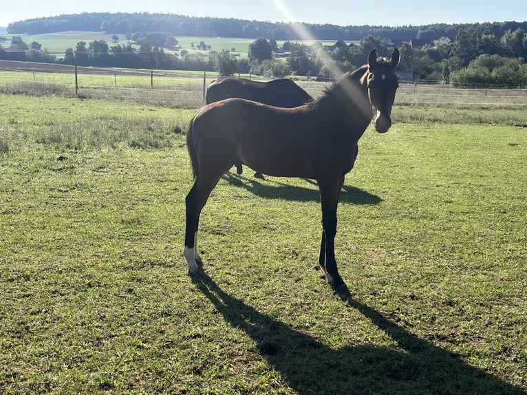 Cheval de sport allemand Étalon Poulain (01/2025) 172 cm Bai in Oberthulba
