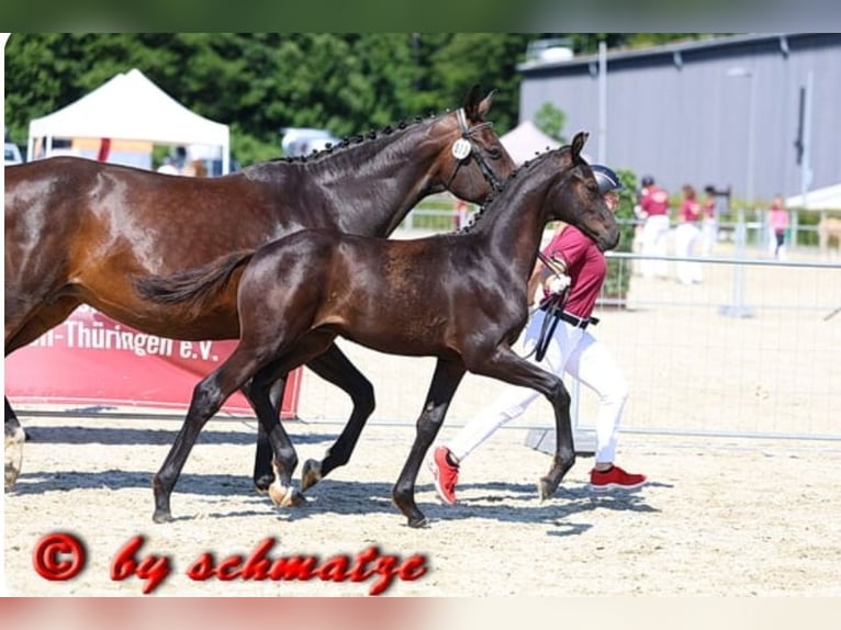 Cheval de sport allemand Étalon Poulain (03/2026) 173 cm Bai brun foncé in Frauenstein