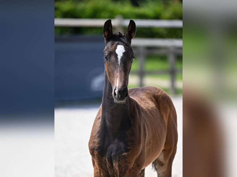Cheval de sport allemand Étalon  173 cm Bai brun foncé in Rotthalm&#xFC;nster