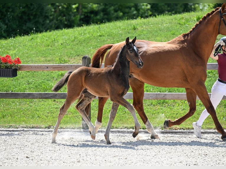 Cheval de sport allemand Étalon  173 cm Bai brun foncé in Rotthalm&#xFC;nster
