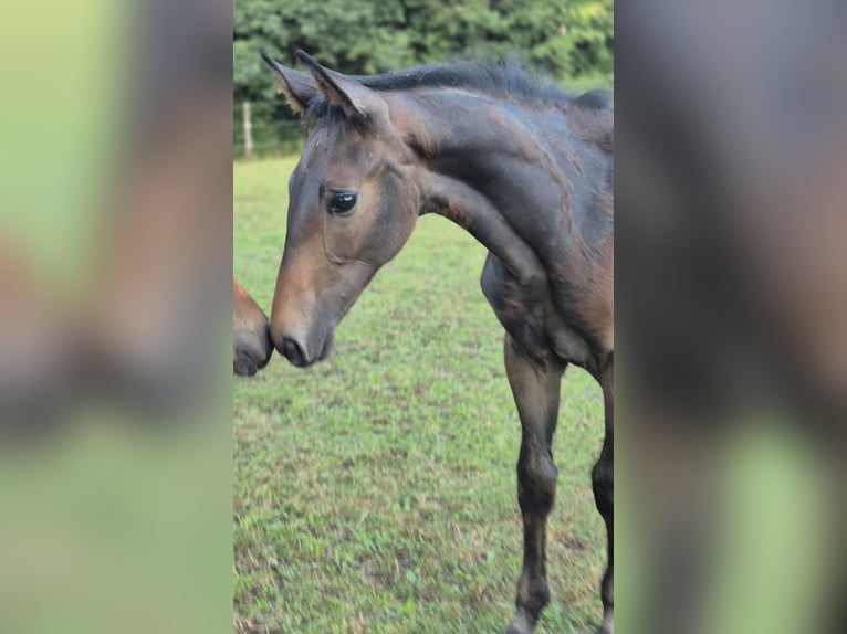 Cheval de sport allemand Étalon Poulain (04/2025) 173 cm Peut devenir gris in B&#xFC;hlerzell