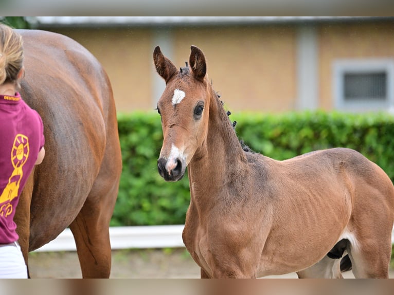 Cheval de sport allemand Étalon Poulain (04/2024) 174 cm Bai brun in Gollenberg