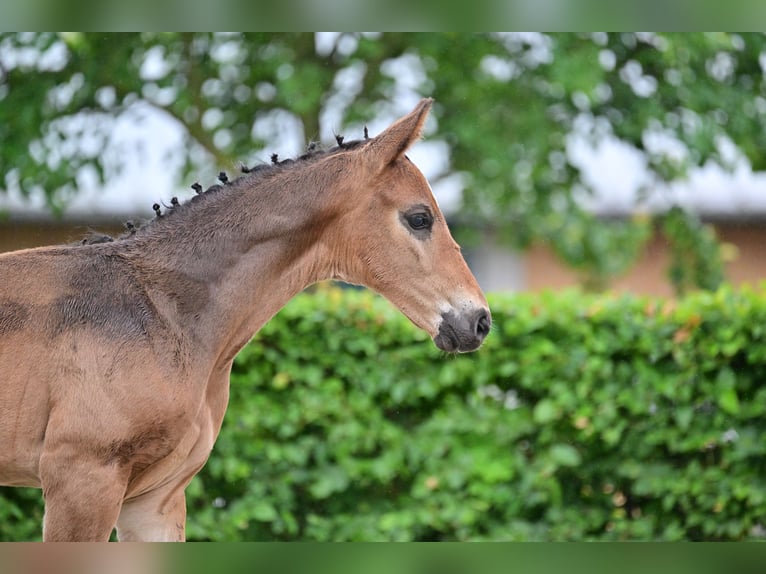 Cheval de sport allemand Étalon Poulain (04/2024) 174 cm Bai brun in Gollenberg