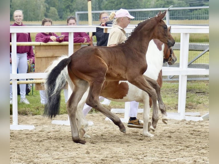 Cheval de sport allemand Étalon Poulain (05/2024) 174 cm Bai brun foncé in Oberseifersdorf