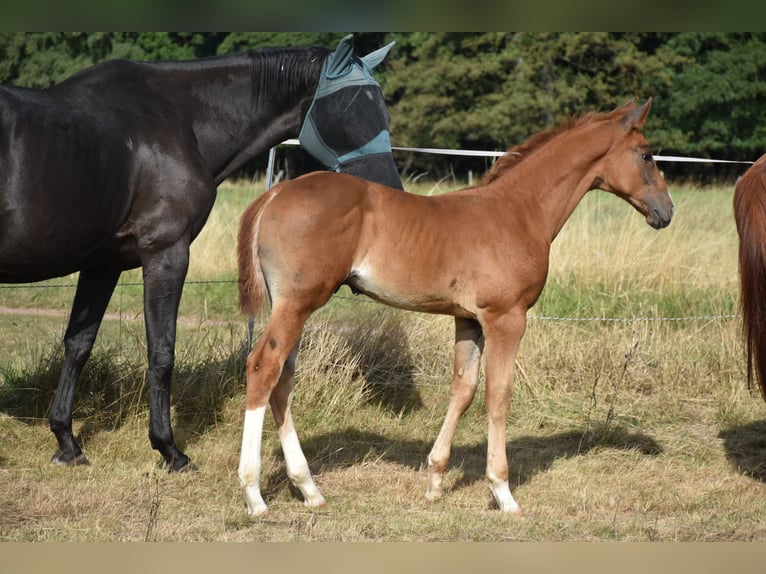Cheval de sport allemand Étalon Poulain (06/2025) 175 cm Alezan brûlé in Bad Tabarz