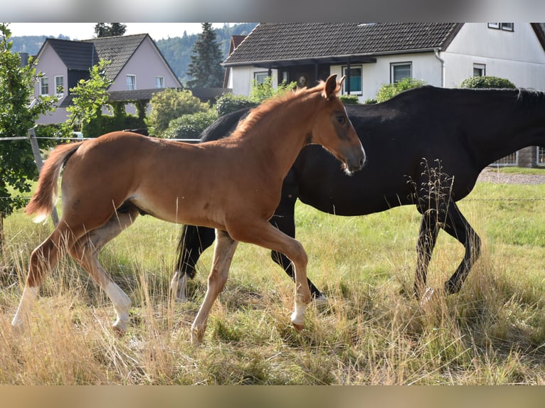 Cheval de sport allemand Étalon Poulain (06/2025) 175 cm Alezan brûlé in Bad Tabarz